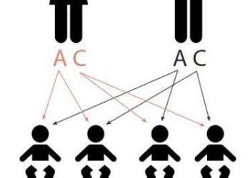 Genotype AC: What It Means for Your Health and Lifestyle