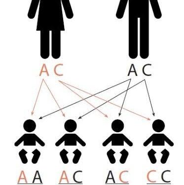 Genotype AC: What It Means for Your Health and Lifestyle