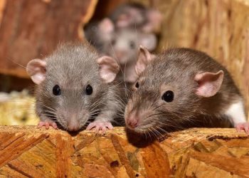 How Cocaine Turned Rats into Music Lovers