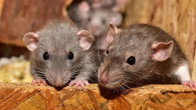 How Cocaine Turned Rats into Music Lovers