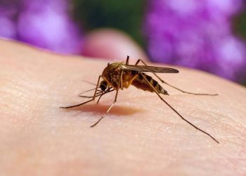 Why Do Mosquitoes Love You More? Science Has the Answer