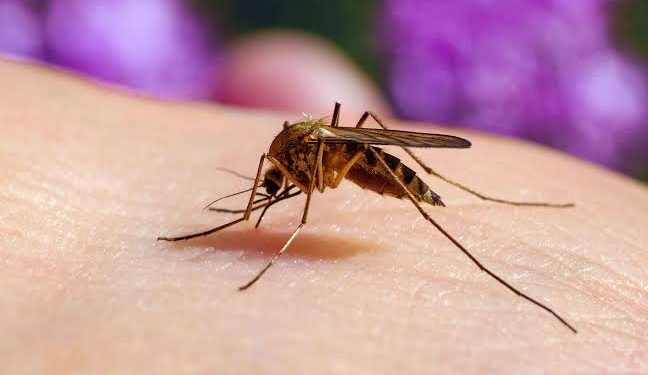 Why Do Mosquitoes Love You More? Science Has the Answer