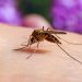 Why Do Mosquitoes Love You More? Science Has the Answer