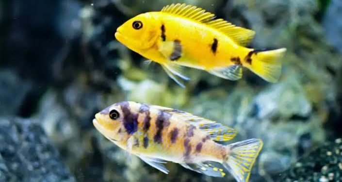 Female Fish Use Fake Flirting to Dodge Unwanted Males