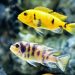 Female Fish Use Fake Flirting to Dodge Unwanted Males