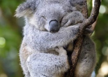 Heartbroken? Be Like a Koala — Sleep It Off Like a Pro!