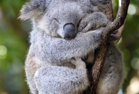 Heartbroken? Be Like a Koala — Sleep It Off Like a Pro!