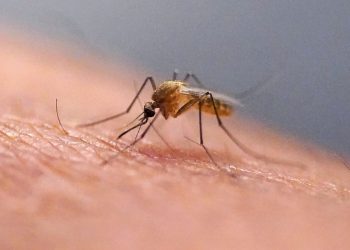 Mosquitoes Invade Iceland for the First Time in History!