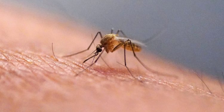 Mosquitoes Invade Iceland for the First Time in History!