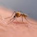 Mosquitoes Invade Iceland for the First Time in History!