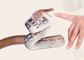 Snake Bite Panic? Do This Immediately