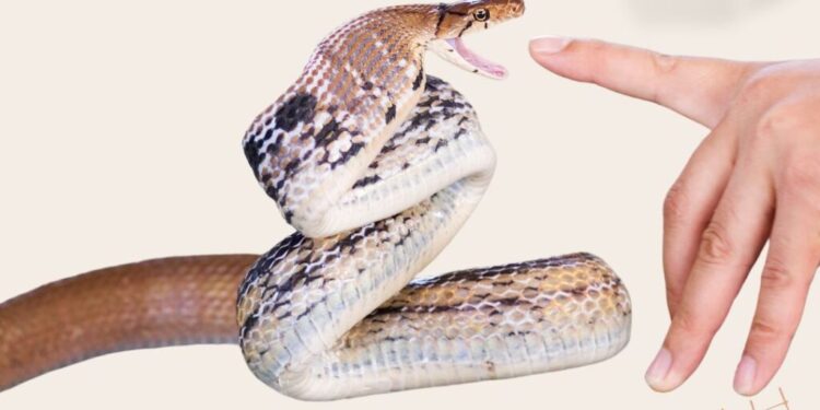 Snake Bite Panic? Do This Immediately